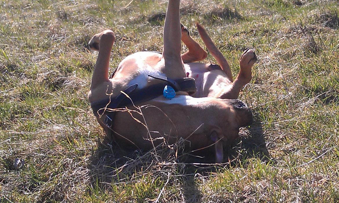 Amerikansk staffordshire terrier Bella Båthoved billede 2