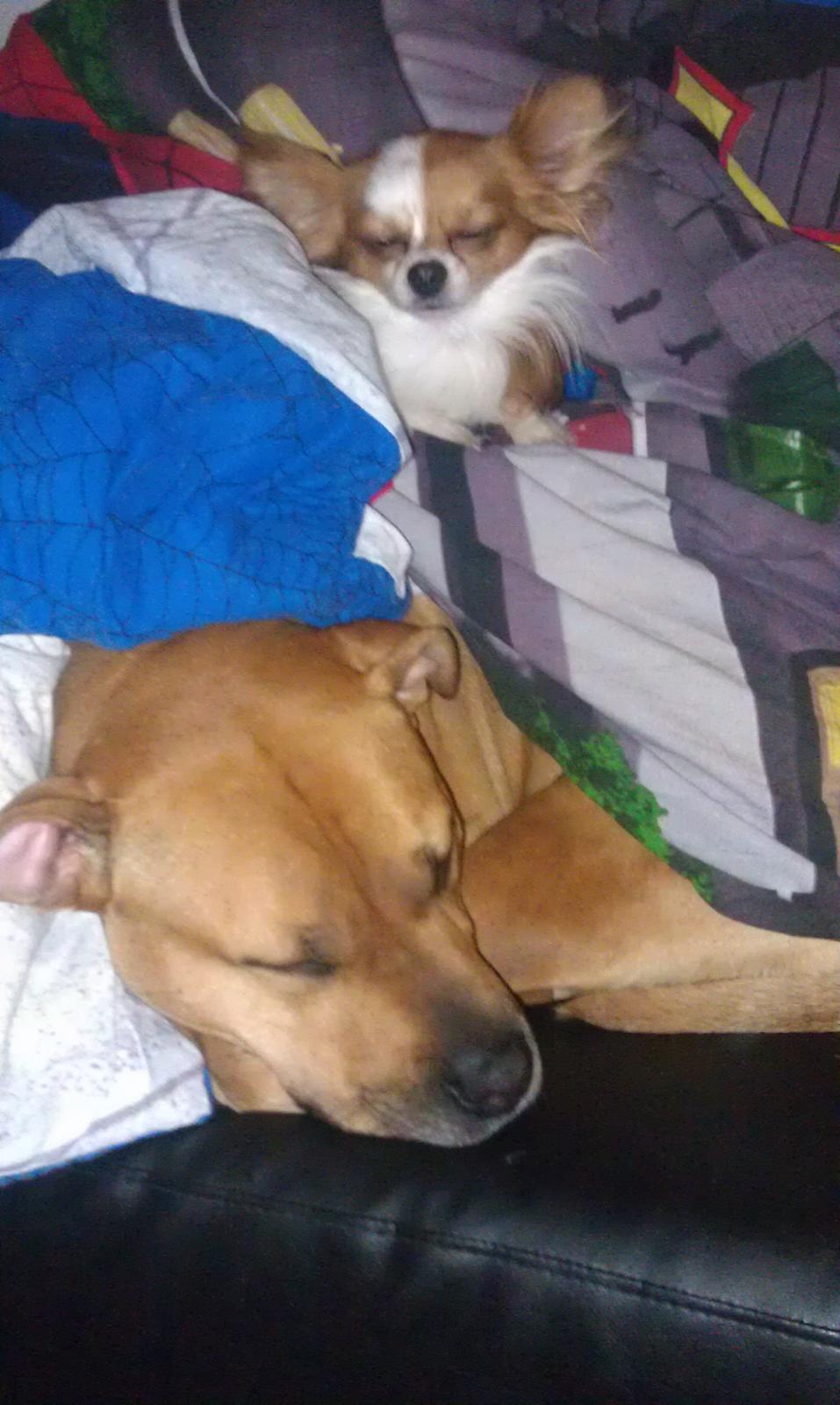 Amerikansk staffordshire terrier Bella Båthoved billede 6