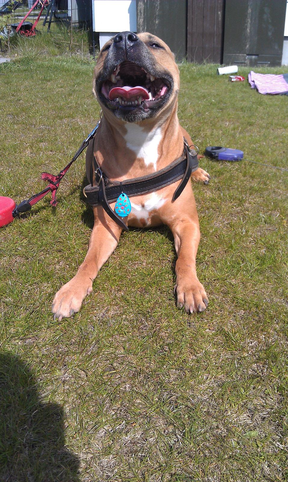 Amerikansk staffordshire terrier Bella Båthoved billede 5