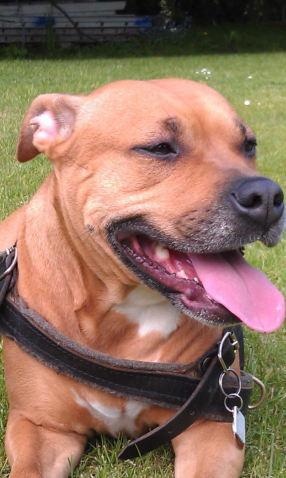 Amerikansk staffordshire terrier Bella Båthoved billede 1