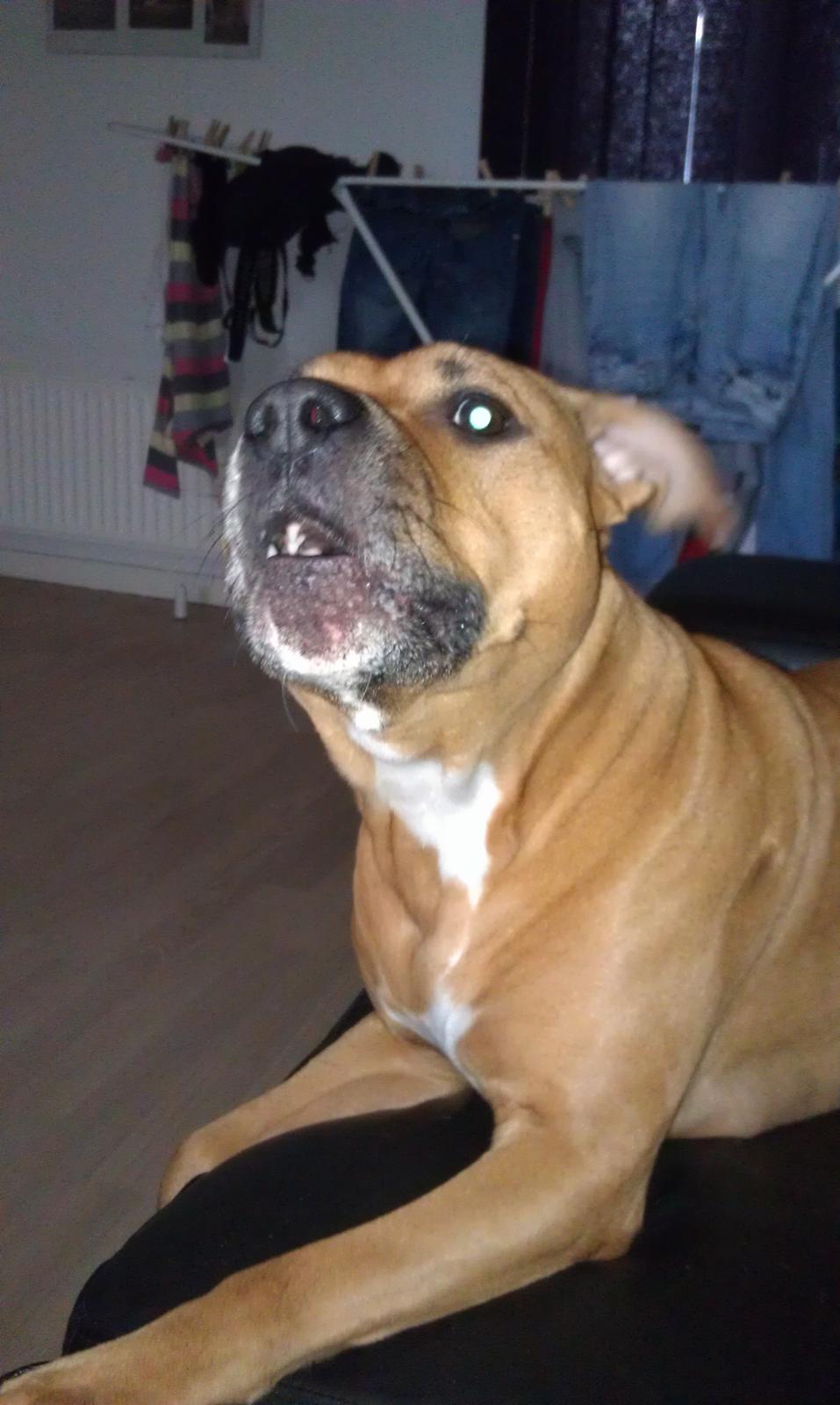 Amerikansk staffordshire terrier Bella Båthoved billede 7