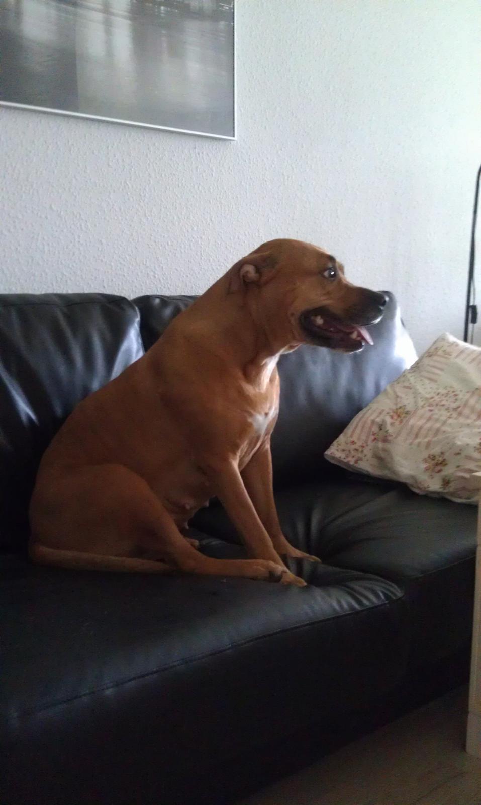 Amerikansk staffordshire terrier Bella Båthoved billede 9