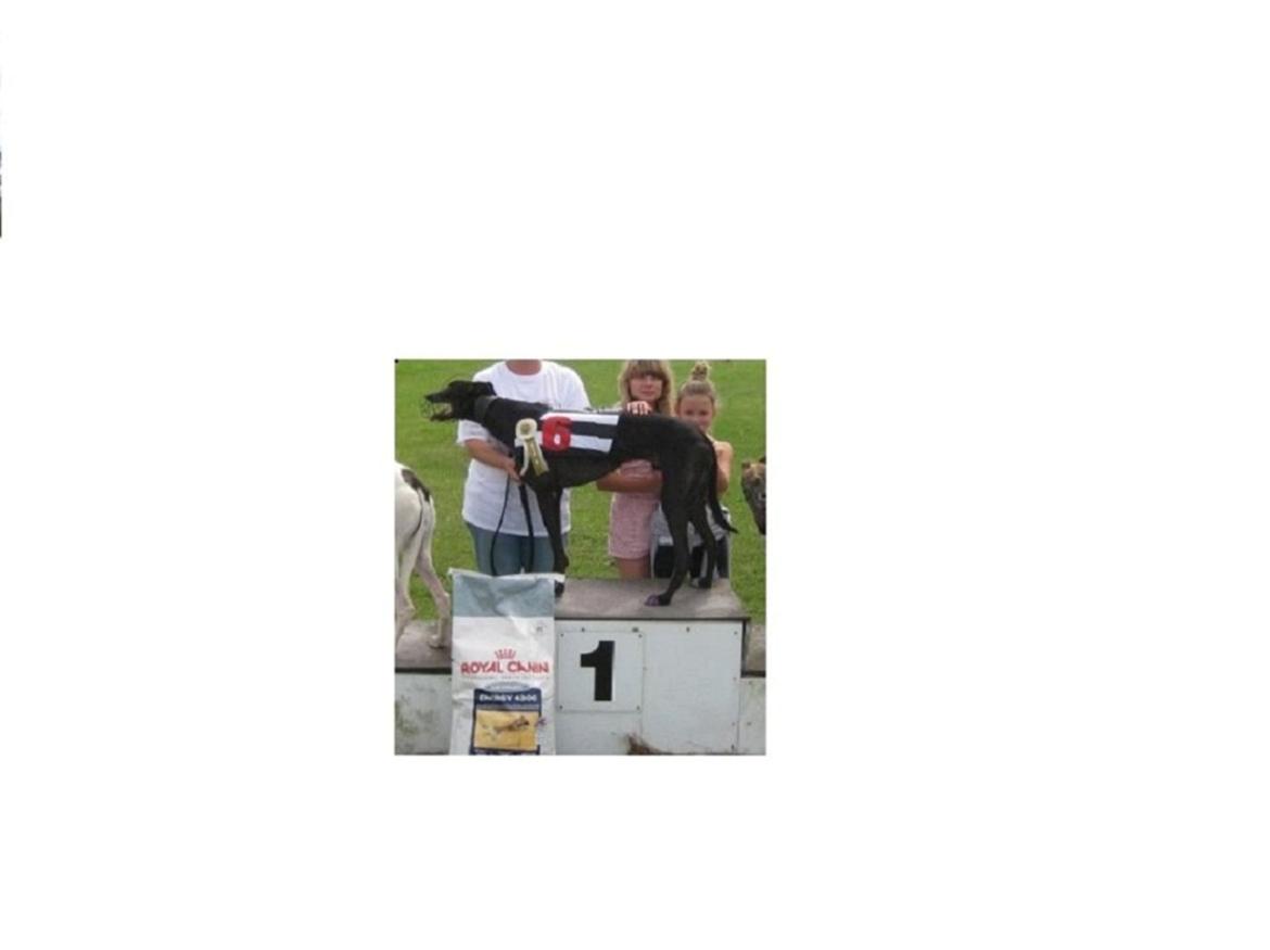 Greyhound Andy billede 10