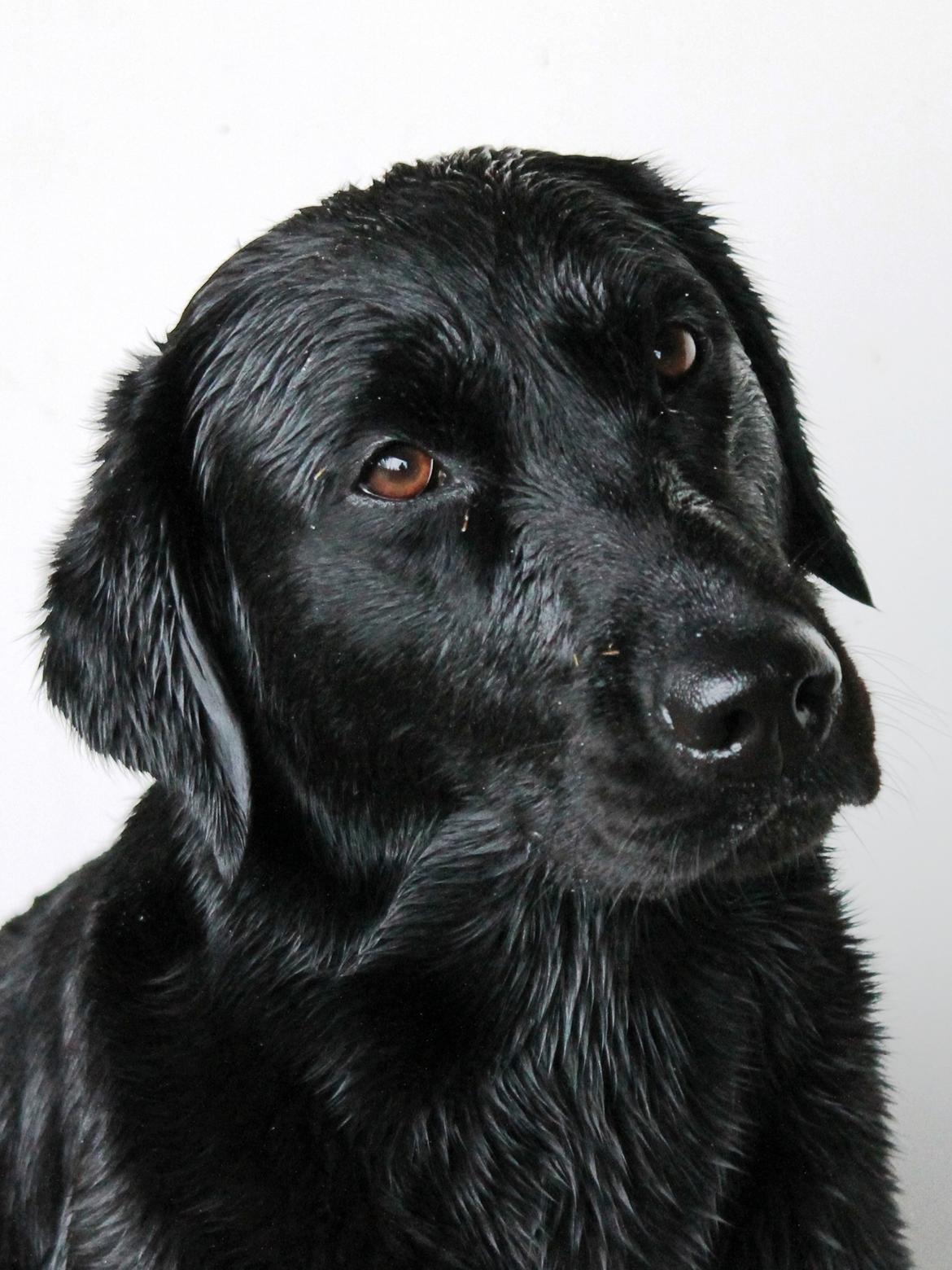 Labrador retriever Faye billede 6