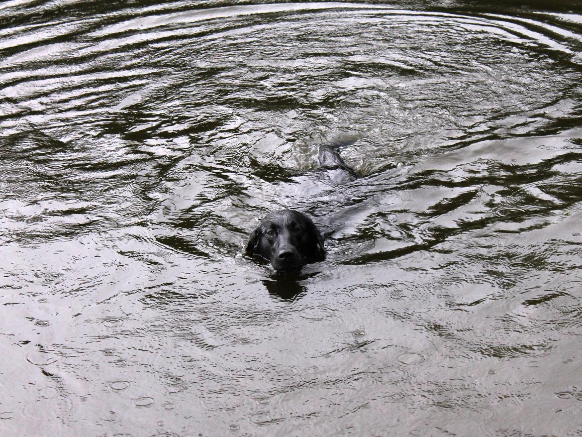Labrador retriever Faye billede 2