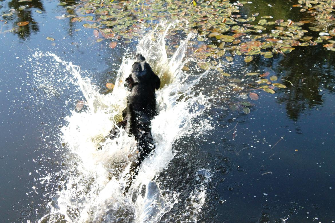 Labrador retriever Faye billede 7