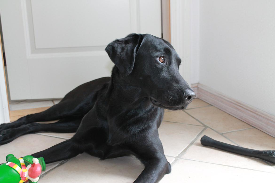 Labrador retriever Faye billede 8