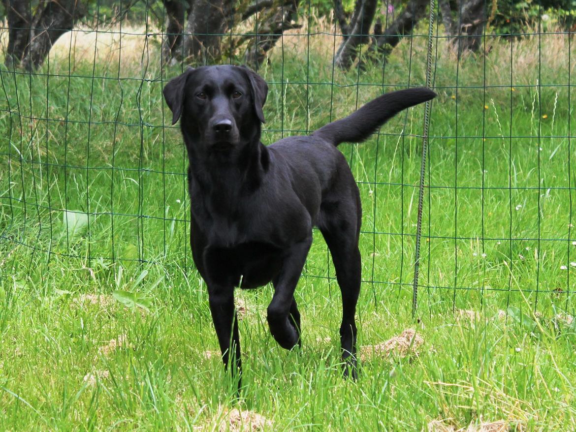 Labrador retriever Faye billede 1