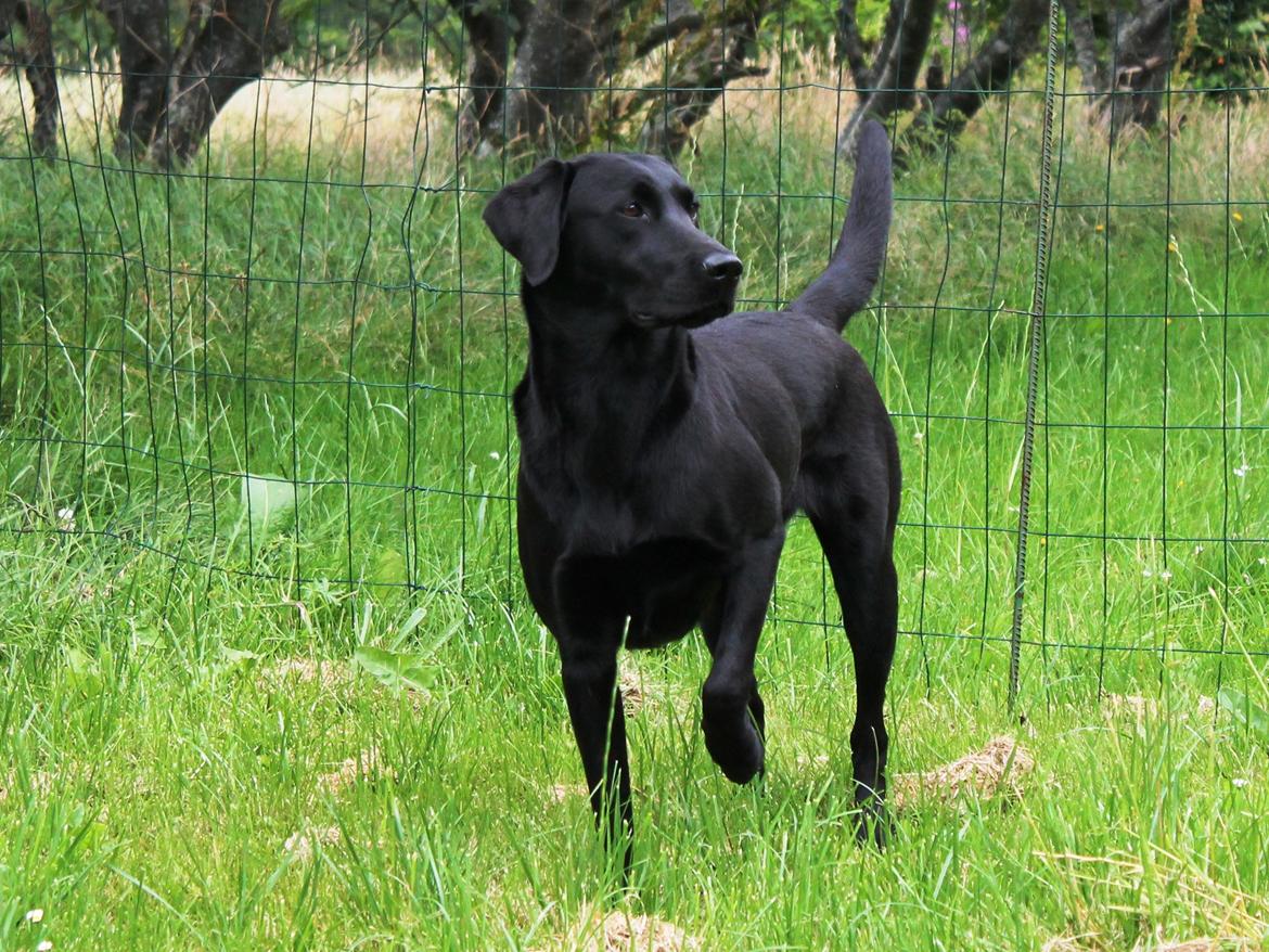 Labrador retriever Faye billede 9