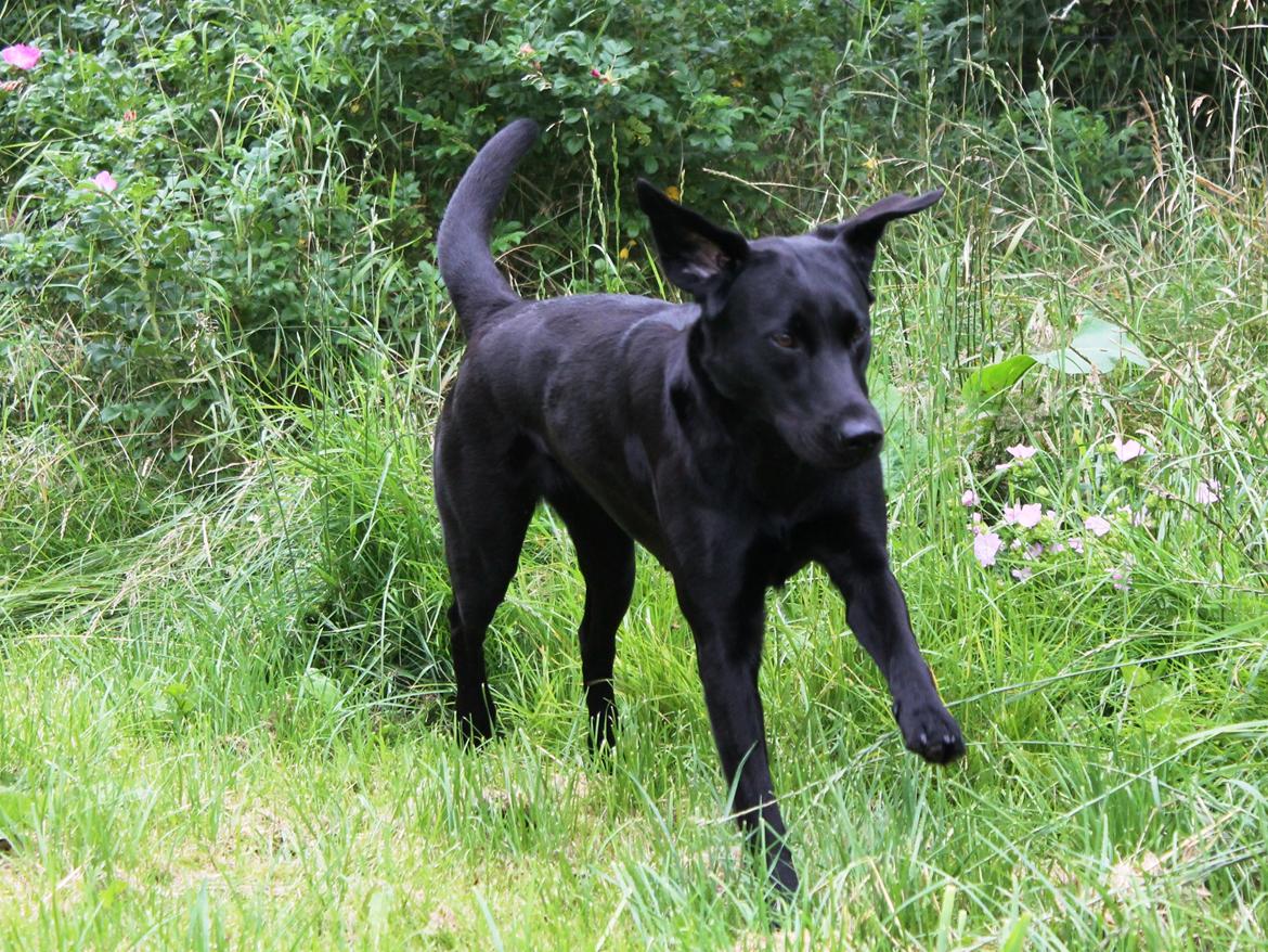 Labrador retriever Faye billede 10