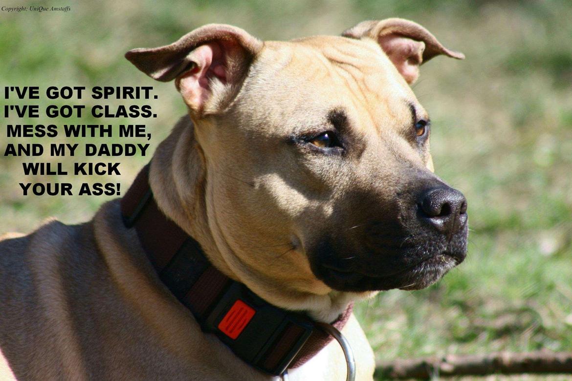 Amerikansk staffordshire terrier *UniQue* <3 Himmelhund <3 billede 1