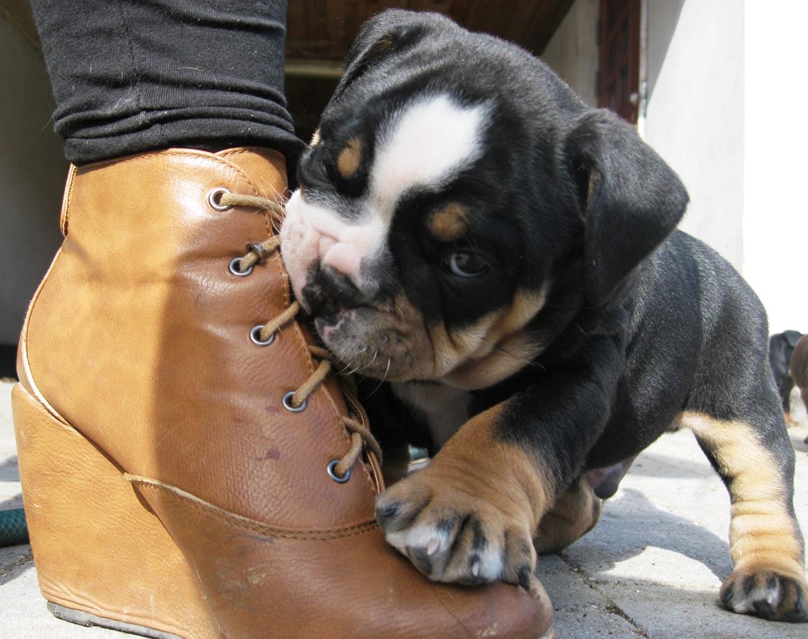 Olde english bulldogge Bulltok´s Baron fra Østergaard billede 3