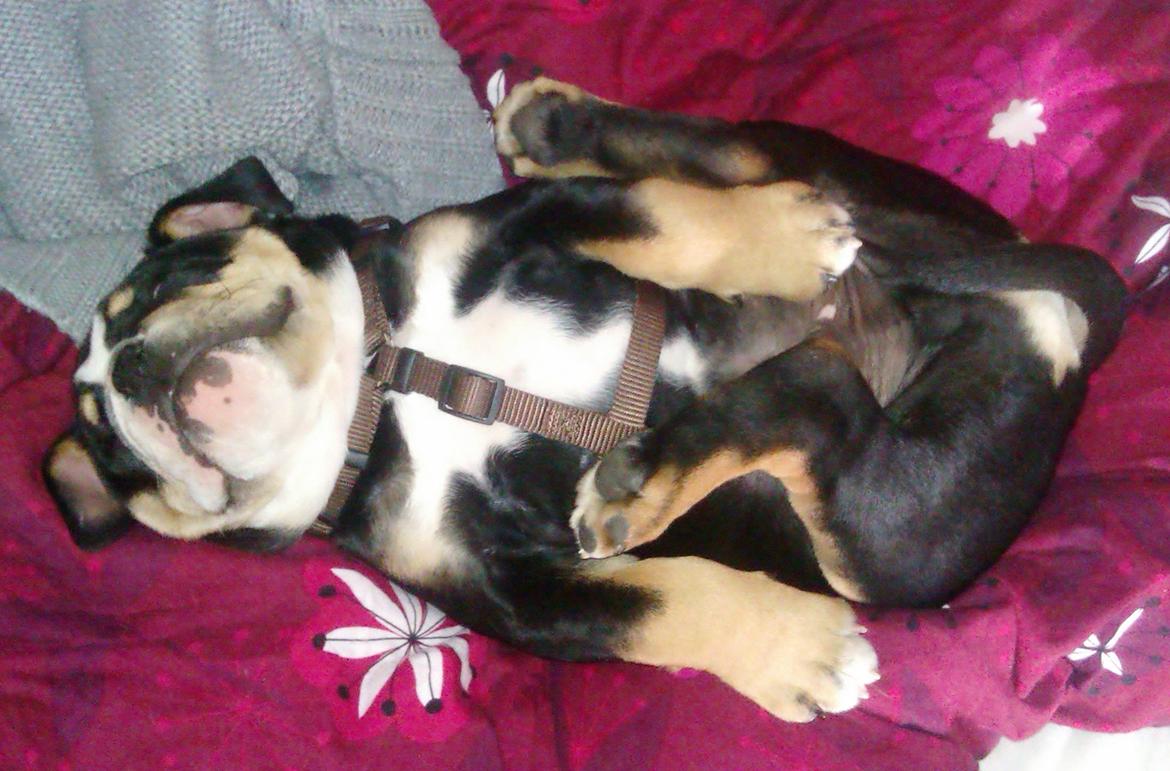 Olde english bulldogge Bulltok´s Baron fra Østergaard billede 6