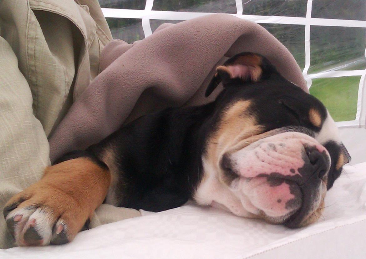 Olde english bulldogge Bulltok´s Baron fra Østergaard billede 7