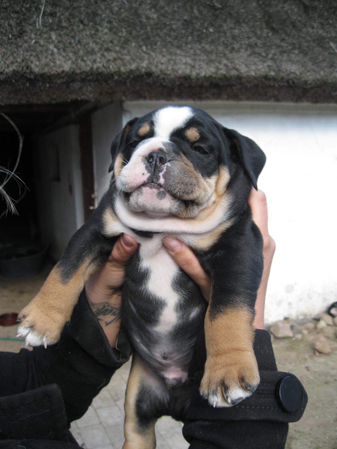 Olde english bulldogge Bulltok´s Baron fra Østergaard billede 5