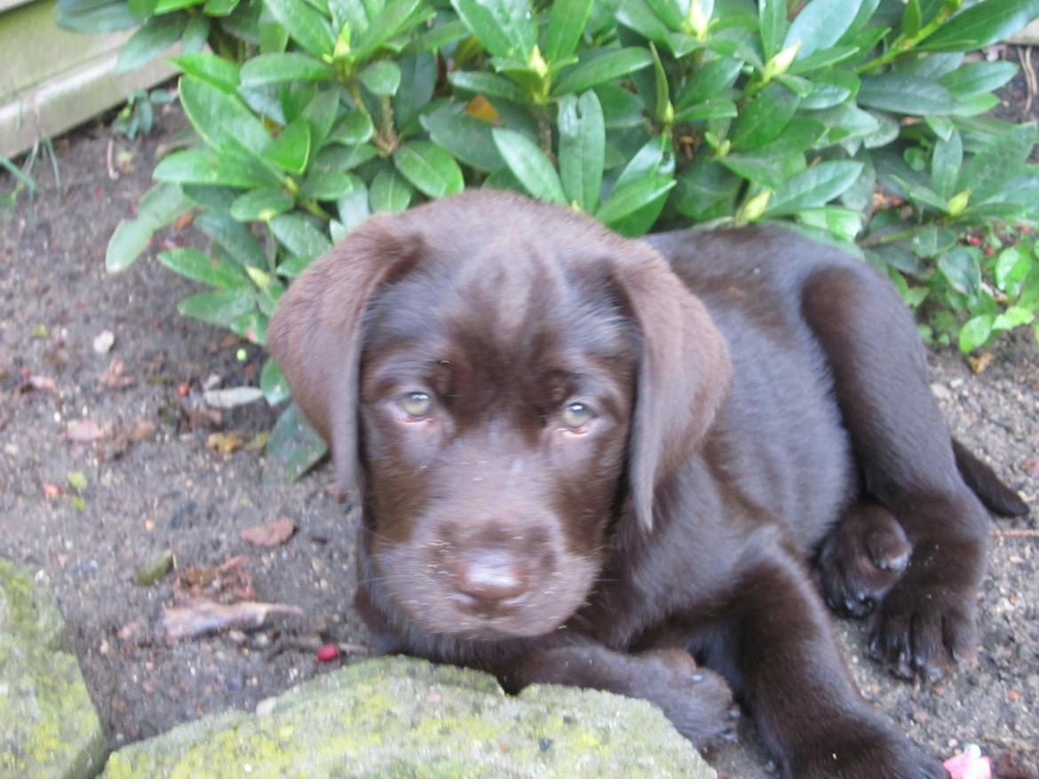 Labrador retriever Thilde billede 6