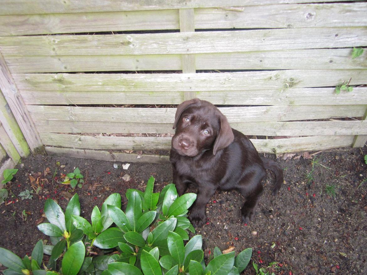 Labrador retriever Thilde billede 7