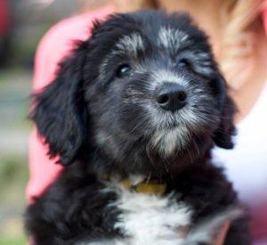 Polski owczarek nizinny Nana (Ponjoya's Kerilyn) billede 1