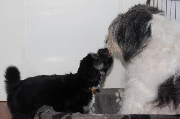 Polski owczarek nizinny Nana (Ponjoya's Kerilyn) billede 3