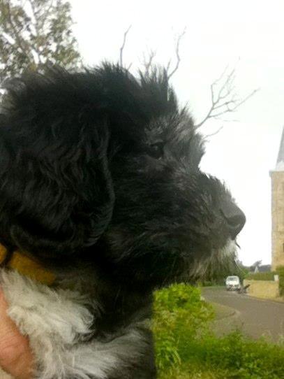 Polski owczarek nizinny Nana (Ponjoya's Kerilyn) billede 4