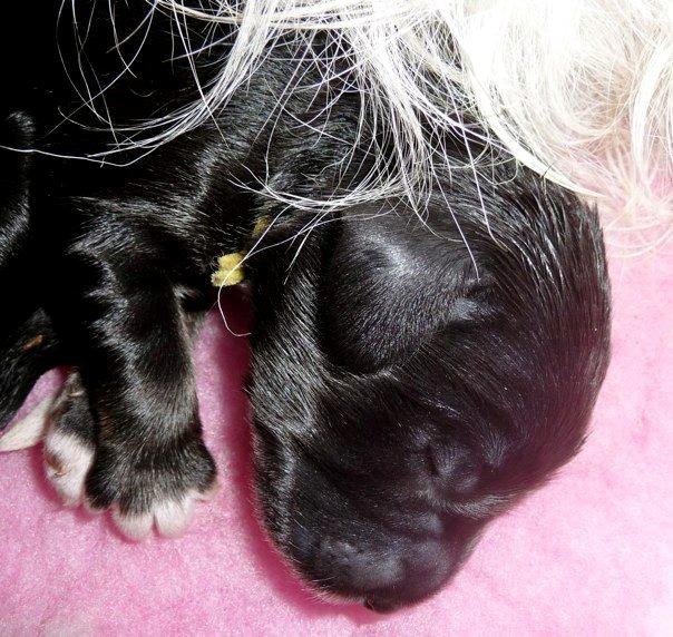 Polski owczarek nizinny Nana (Ponjoya's Kerilyn) billede 5