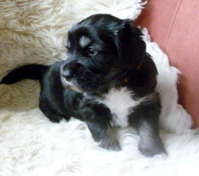 Polski owczarek nizinny Nana (Ponjoya's Kerilyn) billede 6