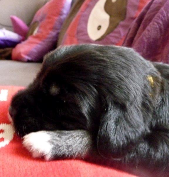 Polski owczarek nizinny Nana (Ponjoya's Kerilyn) billede 7