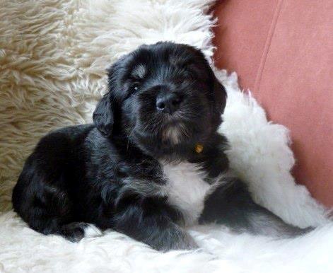 Polski owczarek nizinny Nana (Ponjoya's Kerilyn) billede 8