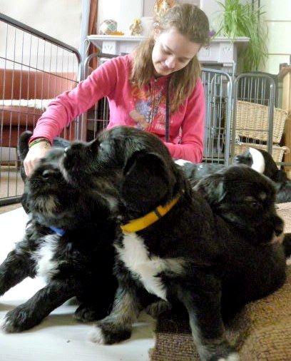 Polski owczarek nizinny Nana (Ponjoya's Kerilyn) billede 9