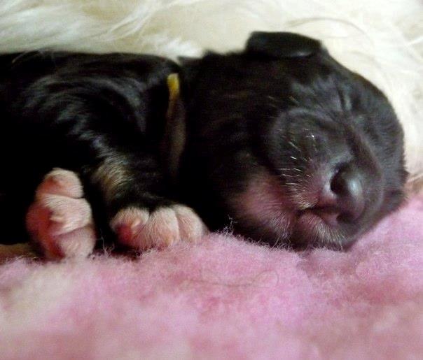 Polski owczarek nizinny Nana (Ponjoya's Kerilyn) billede 10