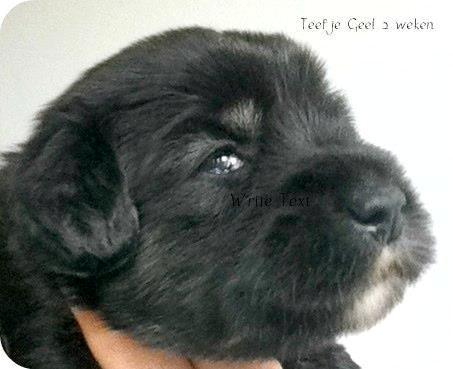 Polski owczarek nizinny Nana (Ponjoya's Kerilyn) billede 11