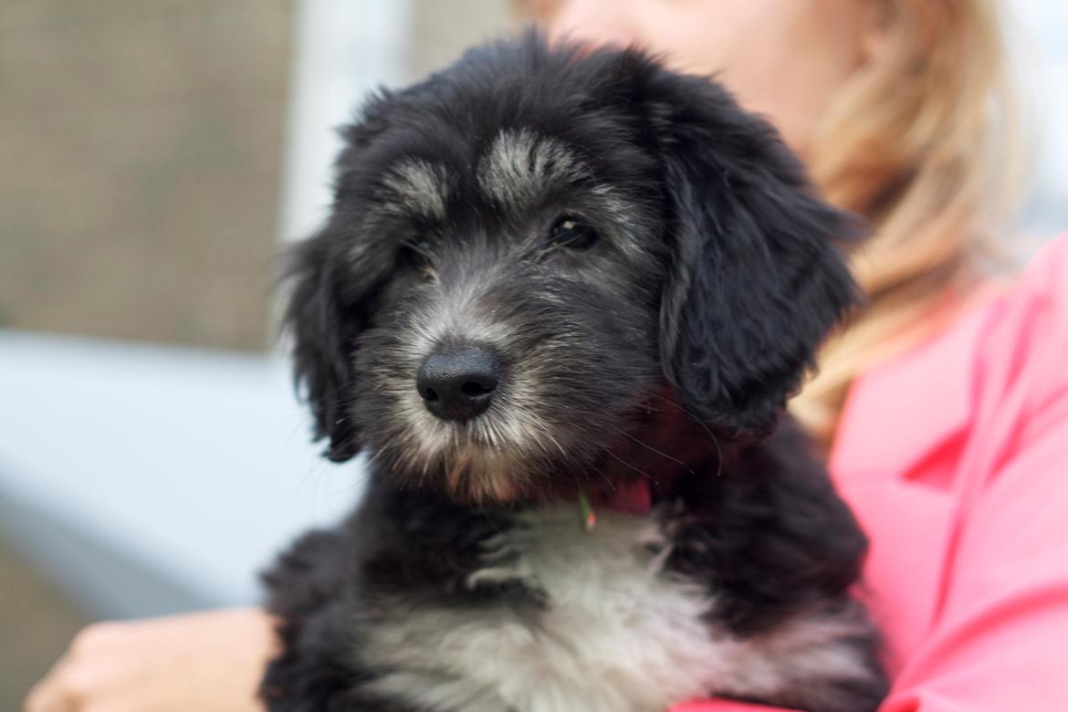 Polski owczarek nizinny Nana (Ponjoya's Kerilyn) billede 12