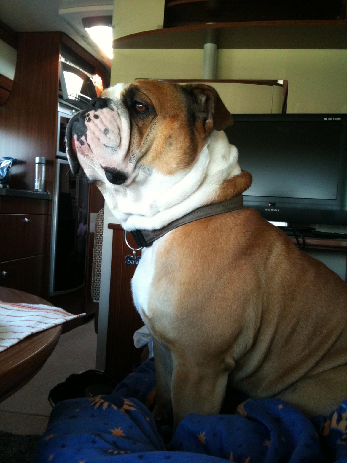 Olde english bulldogge Basil billede 3