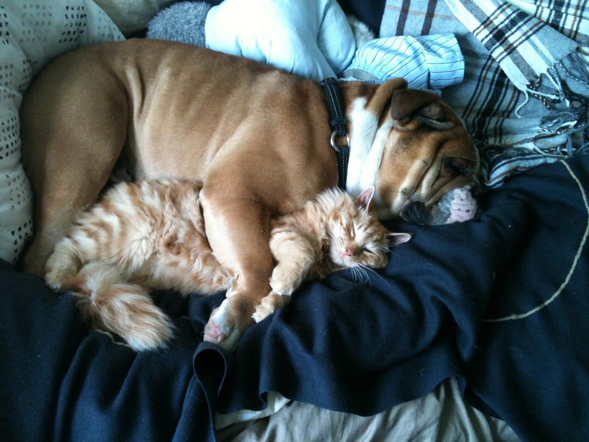 Olde english bulldogge Basil - han elsker ham :) billede 6