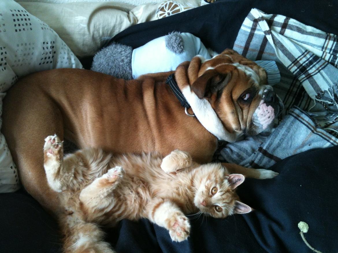 Olde english bulldogge Basil - men han kan også blive for meget  billede 7