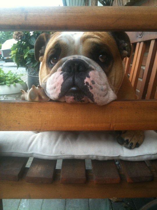 Olde english bulldogge Basil billede 1