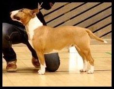 Bullterrier miniature Bruni Banani billede 2