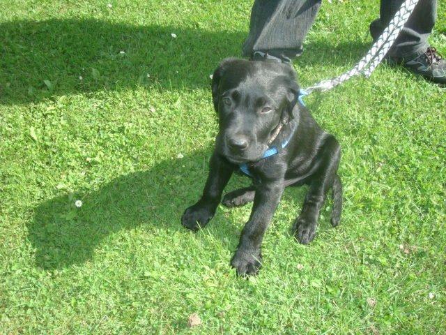 Blanding af racer Kenzo billede 1