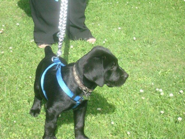 Blanding af racer Kenzo billede 2