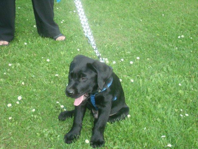 Blanding af racer Kenzo billede 3