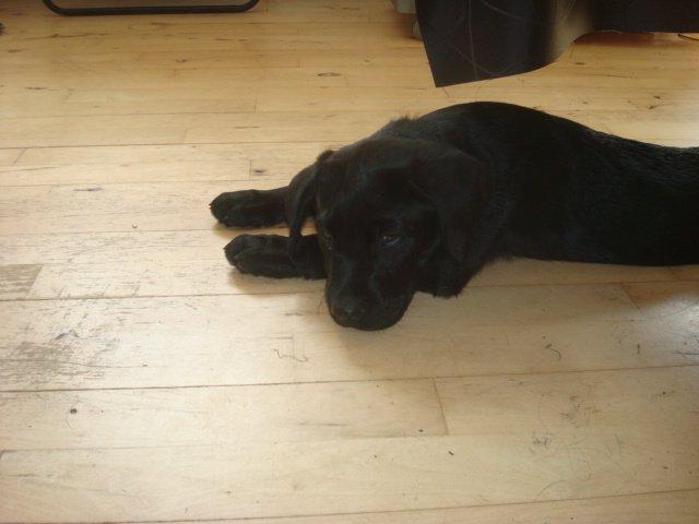 Blanding af racer Kenzo billede 4