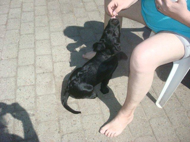 Blanding af racer Kenzo billede 5