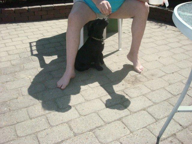 Blanding af racer Kenzo billede 7