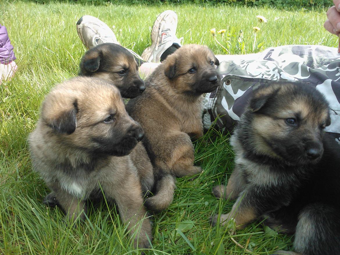 Schæferhund Tøzen billede 5