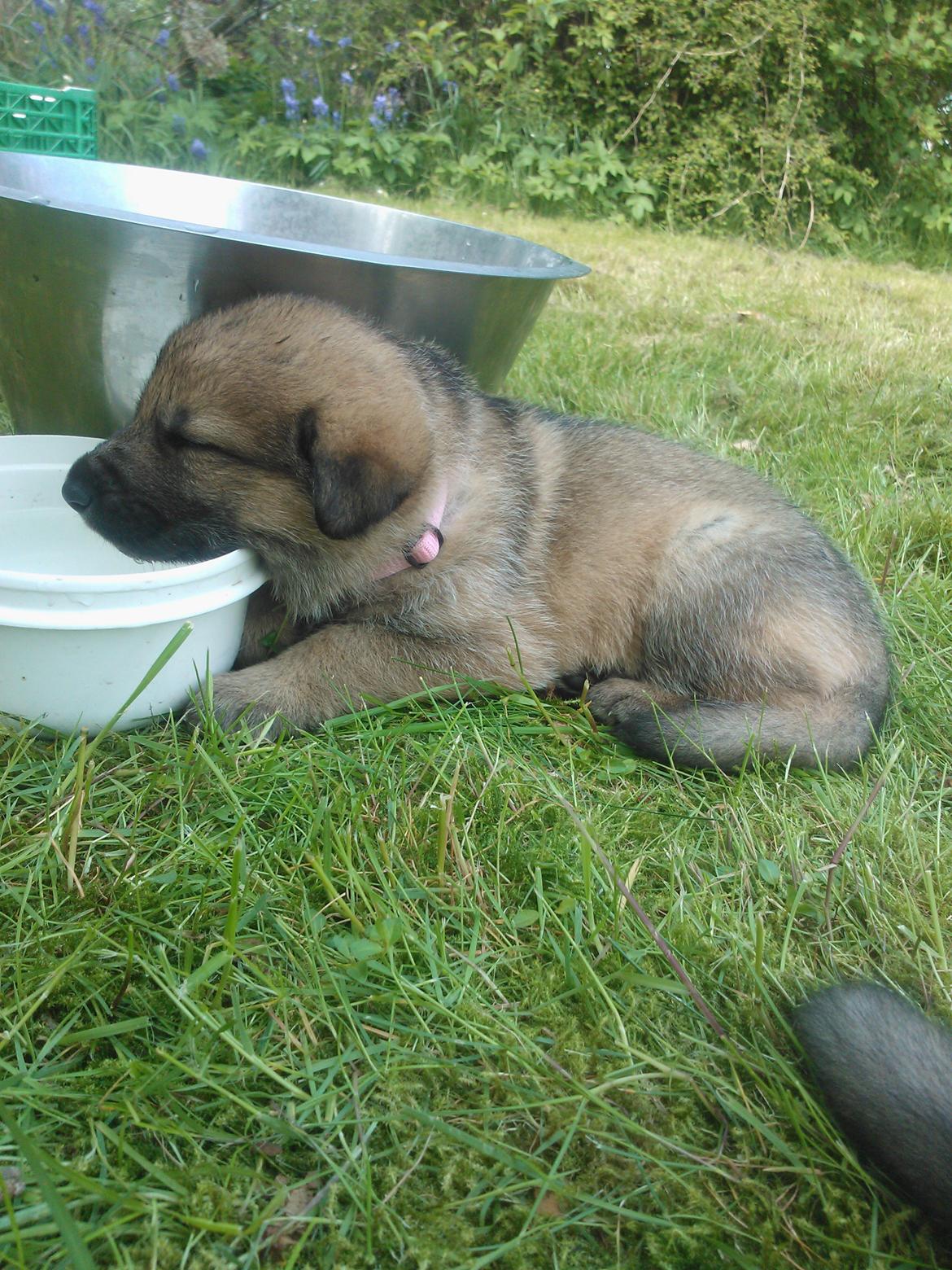 Schæferhund Tøzen billede 7