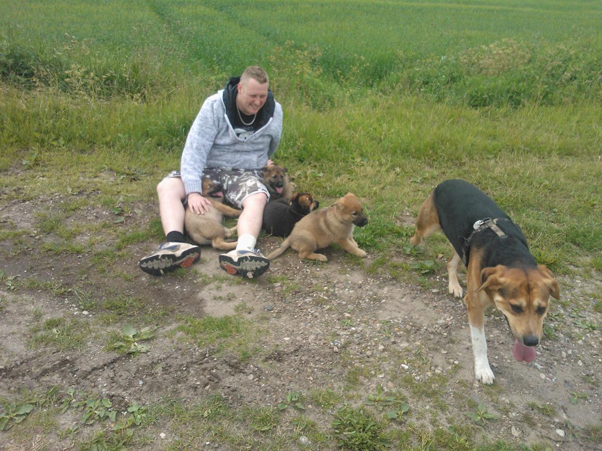 Schæferhund Tøzen billede 9