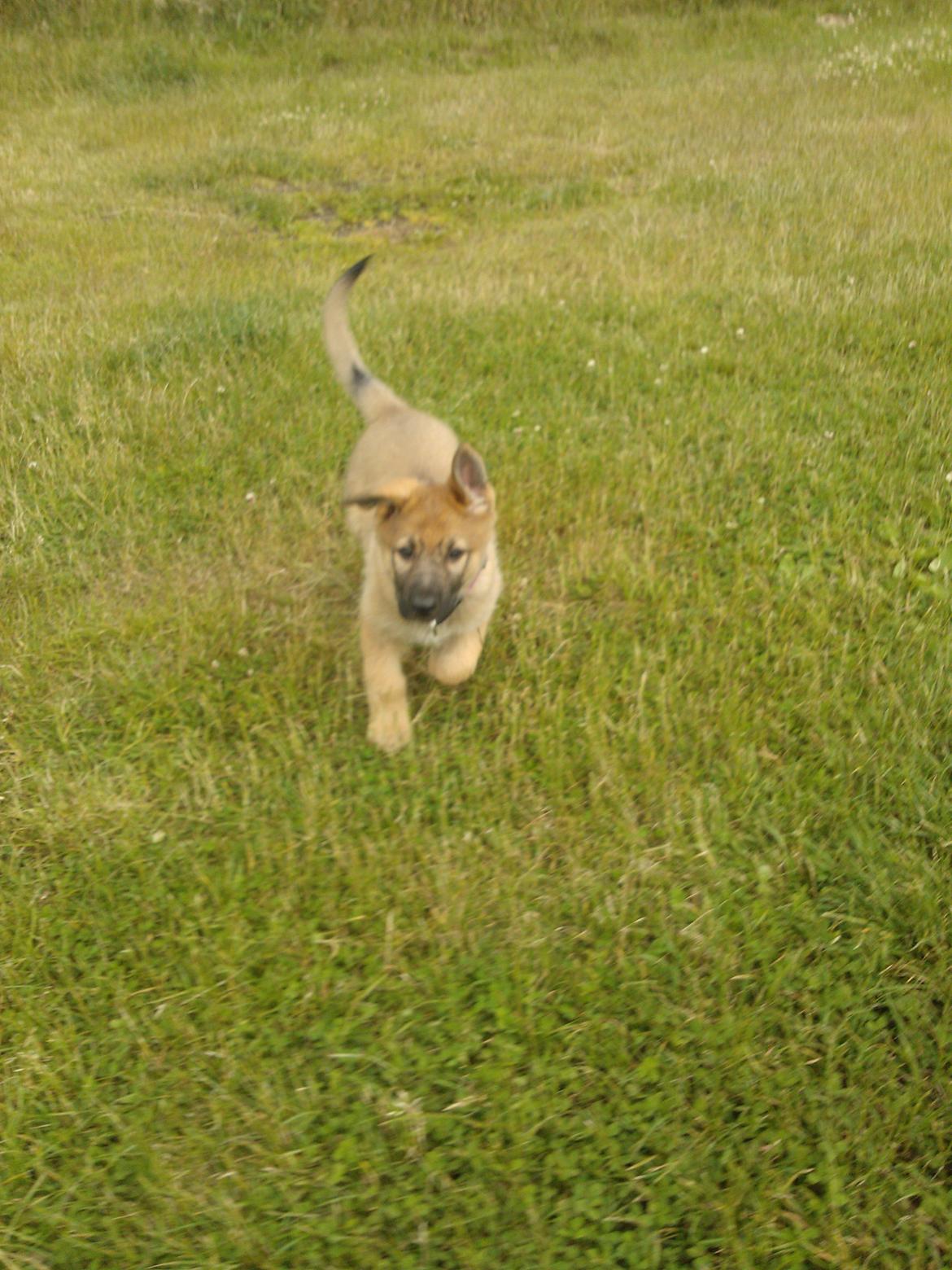 Schæferhund Tøzen billede 14