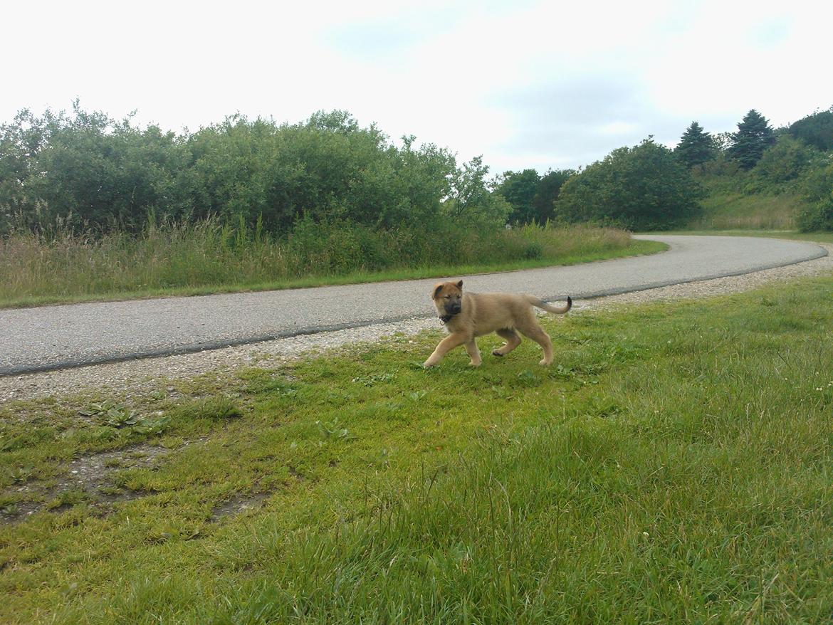 Schæferhund Tøzen billede 15