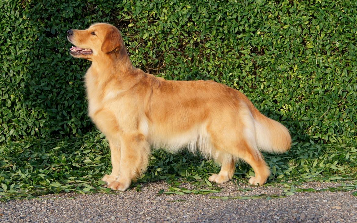 Golden retriever Leongolden Cha Cha Cha - CHA CHA 26 måneder gammel

30.07.12 billede 3