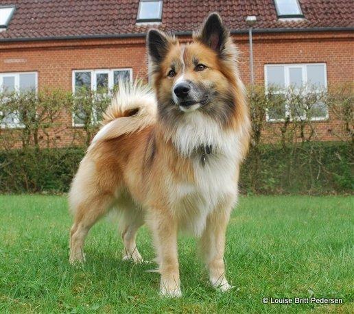 Islandsk fårehund Ífur billede 8